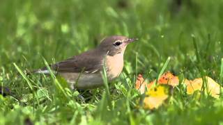 Gartengrasmücke  Garden Warbler  Sylvia borin [upl. by Banks]