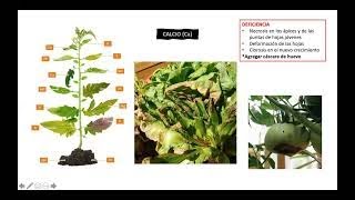 15 Deficiencias nutricionales en plantas [upl. by Anatnahs]