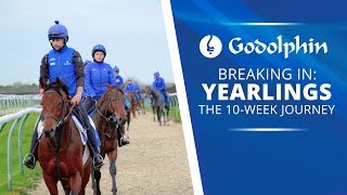 Breaking in Yearlings  The 10week Journey [upl. by Nevlin]