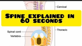 spine explained mbbs mediconeet mbbsstudent mbbslife bds bdshorts trending anatomy [upl. by Niawd]