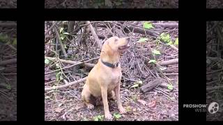 Kemmer Stock Hybrid Squirrel Dog Dog breed [upl. by Selle175]