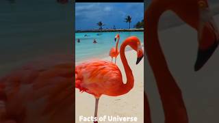 How Flamingos get their colorFlamingo Short Video flamingo [upl. by Omsare]