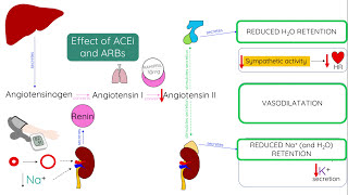 ACE inhibitors and ARBs  Mechanism of action [upl. by Maryellen926]