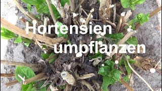 Hortensien umpflanzen Hortensien verpflanzen Wann Hortensien umsetzen pflanzen einpflanzen [upl. by Belcher]