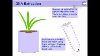 DNA extraction from plants [upl. by Prudhoe]