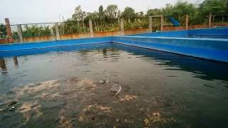 আধুনিক পদ্ধতিতে দেশি শিং মাছ চাষ Biofloc fish farming in Bangladesh [upl. by Syd842]