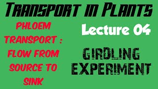 Girdling experiment  Phloem Transport  Flow from Source to Sink  Lecture 04 [upl. by Glover]