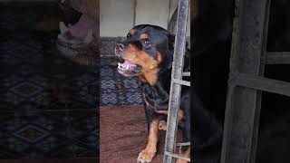 Dog barking video angrypets cuteanimal automobile angrypuppy cutepet rottweilerpuppy [upl. by Aerdnod]