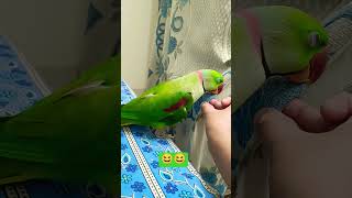 My Climber🤠😎😝😛funnyparrot [upl. by Barna922]