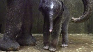 Asian elephant calf gets her first bath at Saint Louis Zoo [upl. by Clare436]