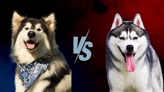 🐾 Alaskan Malamute 🆚 Siberian Husky Breed Showdown 🏆Alaskan Malamute VS Siberian Husky [upl. by Zela479]