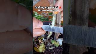 Grow🍎 plant from seed and grafting it for more fruits [upl. by Seabury]