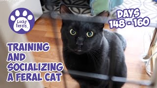 Training And Socializing A Feral Cat  Part 17  Days 148  160  Cat Video Compilation [upl. by Gnemgnok]