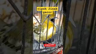 Burung cipoh gacor 2024 shorts [upl. by Dory]