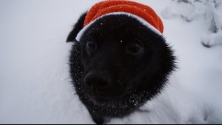 Jekku Schipperkes Christmas Jekkuschipperken joulu [upl. by Anawad]