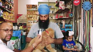 What is This Best Fleas Flea Eggs Ticks and Lice Medicine For Dogs and Puppies BholaShola [upl. by Houser]