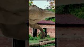 T Rex dinosaur short video trexchase jurassicparktrex jurassicworld dinasaur ashique [upl. by Lindon]