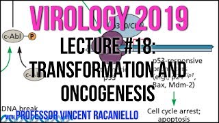 Virology Lectures 2019 18 Transformation and Oncogenesis [upl. by Ardnoed]