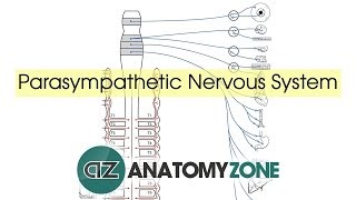 Parasympathetic Nervous System Anatomy [upl. by Parnell]