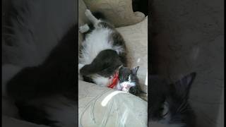 Geez 3am 😹 funnycats catshorts cute cutecat catvideos [upl. by Eanar900]