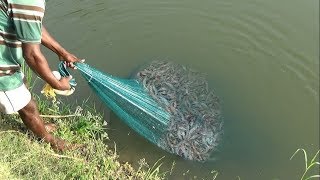 PRAWN CATCHING AT POND [upl. by Aric]