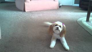 2 year old Cavachon barking and chasing bone [upl. by Ailadgim632]