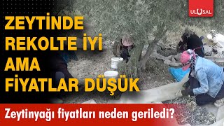 Zeytinde rekolte iyi ama fiyatlar düşük Zeytinyağı fiyatları neden geriledi [upl. by Airal]