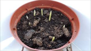 Odla din egen Dadelpalm från kärnor  Grow your own Date Palm from seeds seed Time lapse [upl. by Cuthbert205]