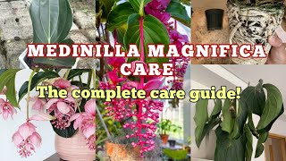 PLANT CARE GUIDES MEDINILLA MAGNIFICA [upl. by Trawets]