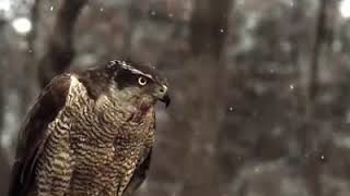 Azor accipiter gentilis a cámara lenta [upl. by Rellek]