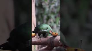 Schalow’s Turaco feeding 🍎 birds aviary chesterzoo [upl. by Ahsea507]