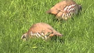 Redlegged Partridge at Treraven Meadows [upl. by Phebe]