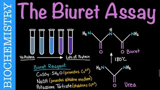 Protein Quantitation via the Biuret Assay  Biochemistry [upl. by Mercedes]