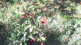 EatTheWeeds Episode 55 Firethorn pyracantha [upl. by Ahilam]