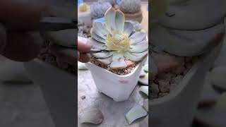 Easy grow succulents more heads succulent plants garden [upl. by Chlores]