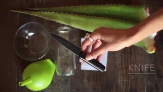 DIY How to Make AllNatural Aloe Vera Shampoo [upl. by Allets]