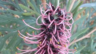 Grevillea Dorothy Gordon  Must see July [upl. by Eerac]