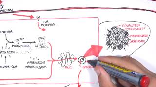 Physiology of Lipoproteins Cholesterol [upl. by Ranie]