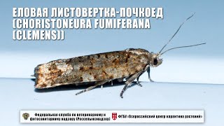 Еловая листоверткапочкоед Choristoneura fumiferana Clemens [upl. by Lonyer]