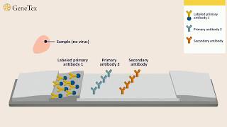 How a Rapid Virus Antigen Test Works [upl. by Saqaw934]