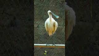 Sulphur Crested Cockatoo [upl. by Sheri]