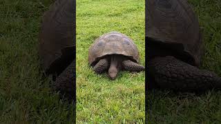 Galápagos giant tortoise eating Chelonoidis niger [upl. by Aeynod]