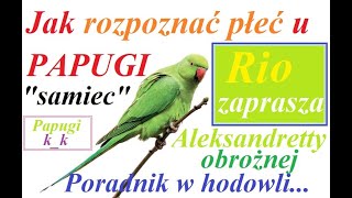 Jak rozpoznać płeć u PAPUGI ALEKSANDRETTY OBROŻNEJ  naszyjnikowej SAMIEC wiek ok 10 miesięcy [upl. by Garin367]