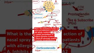 Mechanism of action of nasal spray fluticasone in patients with allergic reactions [upl. by Romina]