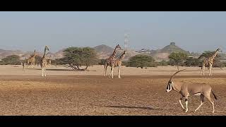 GIRAFFE AND OTHER ANIMALS WAITING FOR THE FOOD [upl. by Radke855]