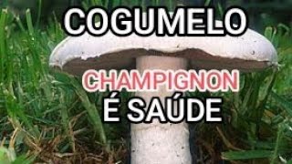 COGUMELO CHAMPIGNON [upl. by Esalb]