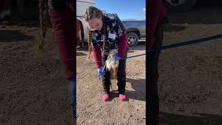 Skill 38 administering medication to a ruminant using a balling gun [upl. by Rizika]