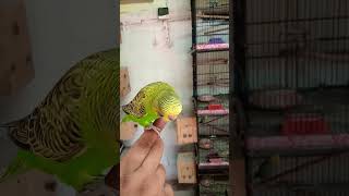 Green Melanistic Spangle budgie [upl. by Adoree910]