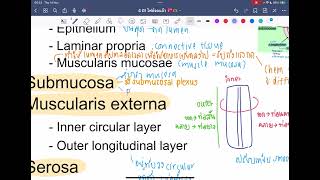 ติว Alimentary system part 12 midblock physio 2  rxcu85 [upl. by Comptom]