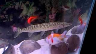 Chain pickerel and clown knife feeding and big goldfish [upl. by Attekram]